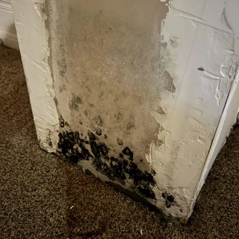 Professional Mold Removal in Meridian, ID
